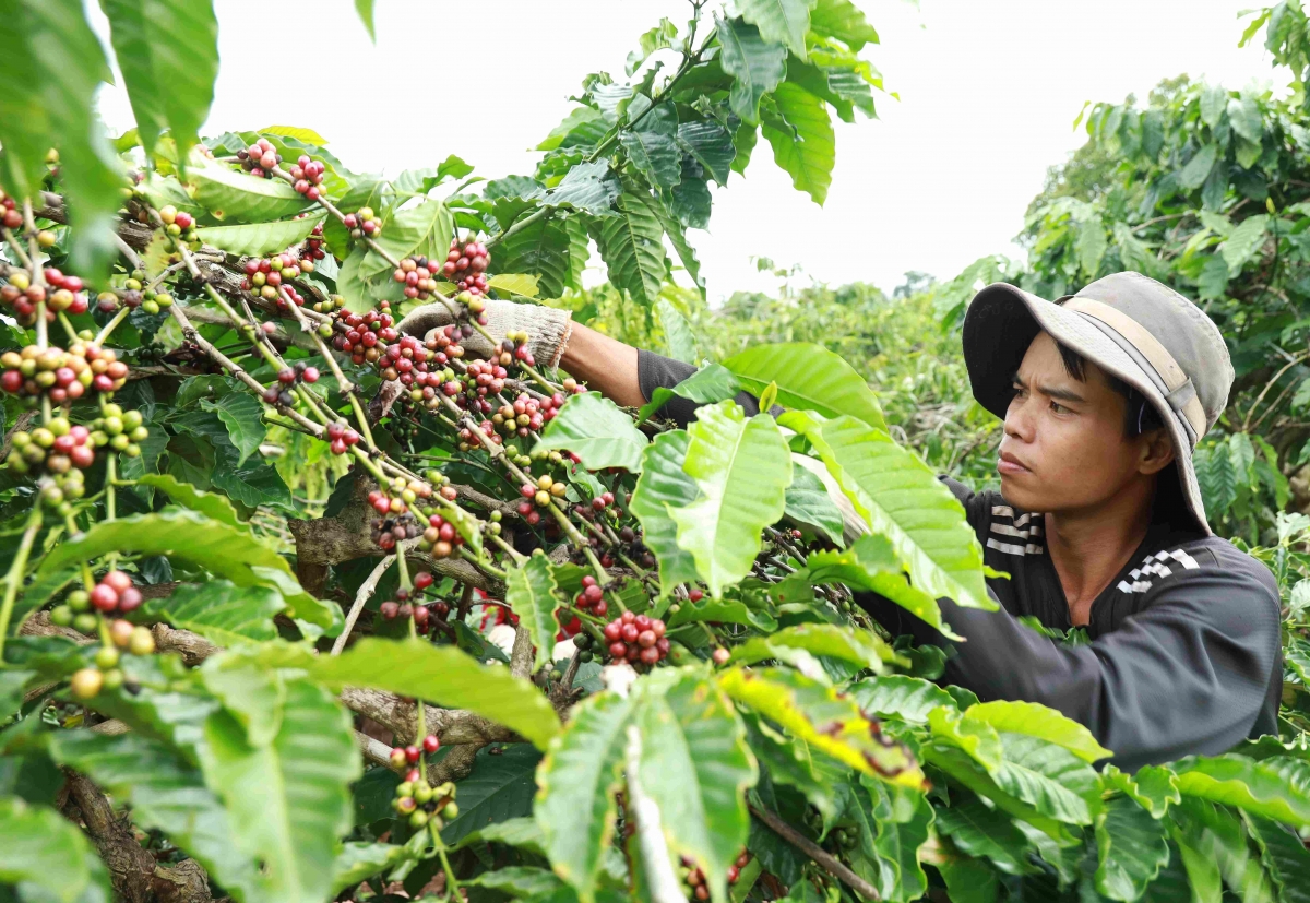 
Bơngai pơtăm cheh phe tơ̆ Đắk Lắk tŏk bŏk yak mơ̆t lơ̆m pơyan phĕ