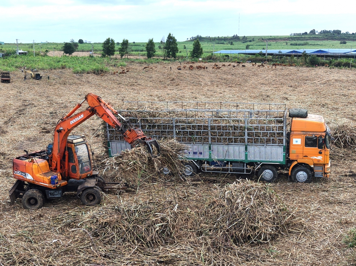 Doanh nghiệp mía đường ở Gia Lai còn hỗ trợ nhân công và phương tiện thu hoạch mía để giúp bà con.