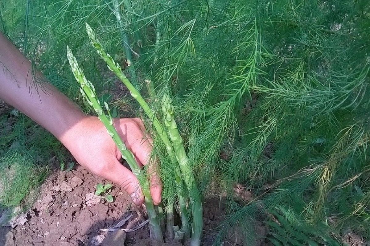 Rabung tay jao di Khanh Hoa