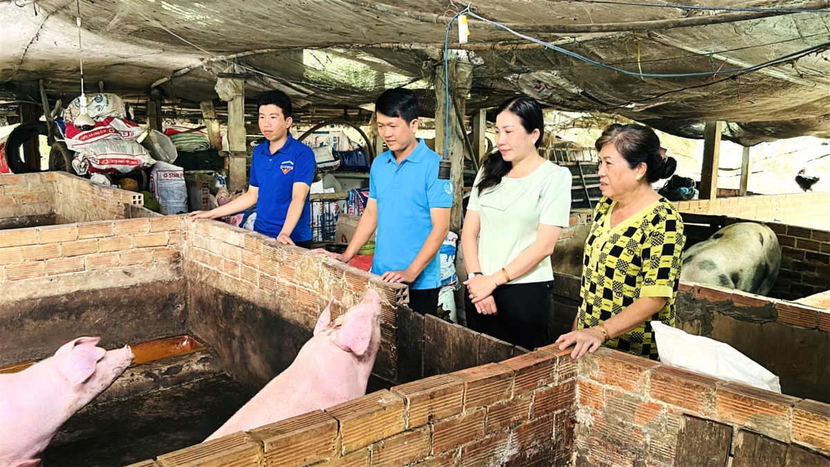 Mô hình chăn nuôi heo nái và heo thịt