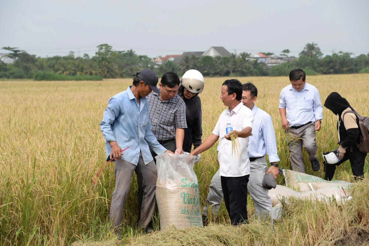 Mô hình liên kết sản xuất lúa công nghệ cao, giảm phát thải nông dân có lợi nhuận