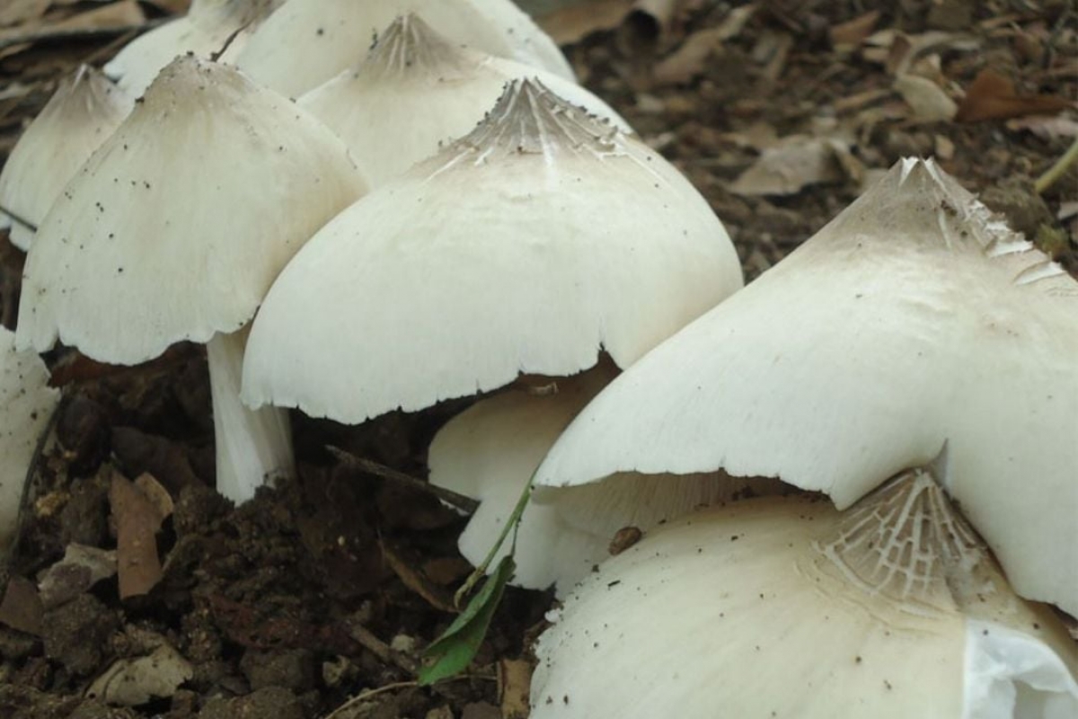 Bơ sềt tềng gơ hòn is tàm suơn