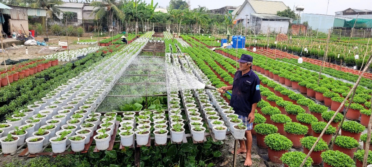 Nghề trồng hoa Tết một nắng hai sương nhưng nhiều nông dân ở làng hoa Mỹ Phong vẫn có hàng chục năm gắn bó