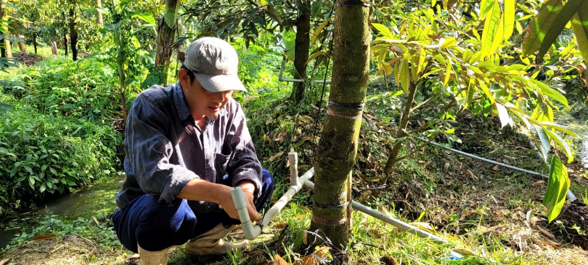 Nhà vườn trồng cây sầu riêng tại xã Ngũ Hiệp, tỉnh Đồng Tháp rất yên tâm vì nước mặn đã được khống chế