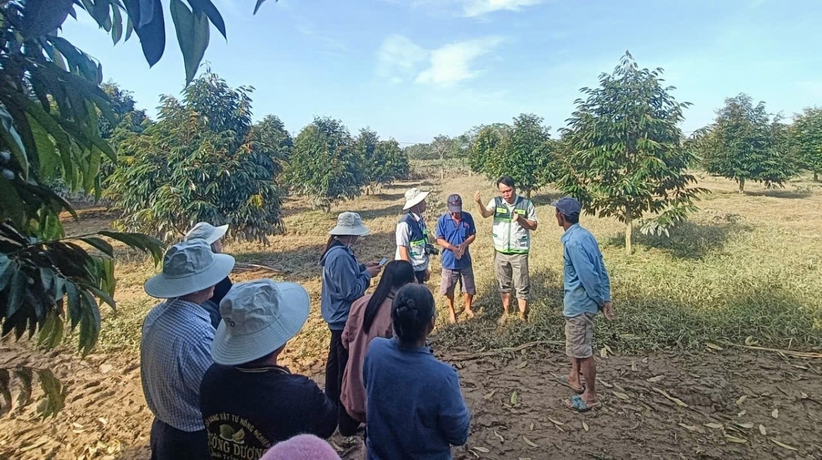 Kăn ƀô̆ hnê mơhnhôk chiâk deăng Lâm Đồng hnê tối ‘na kih thuât pêi pêt kế tomeăm ăm kuăn pơlê tung kơdrum plâi sầu riêng