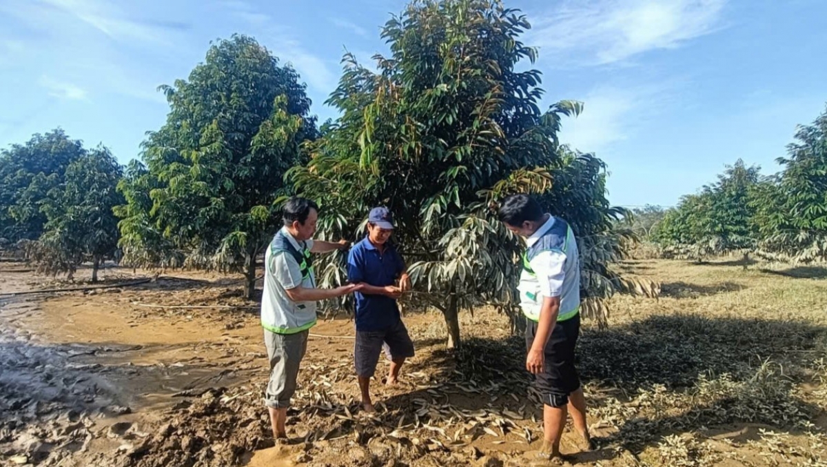 Kăn ƀô̆ hnê mơhnhôk chiâk deăng hnê tối ‘na kih thuât gum kuăn pơlê Lâm Đồng rak ngăn kơdrum plâi sầu riêng klêi kơ’nâi têa lu