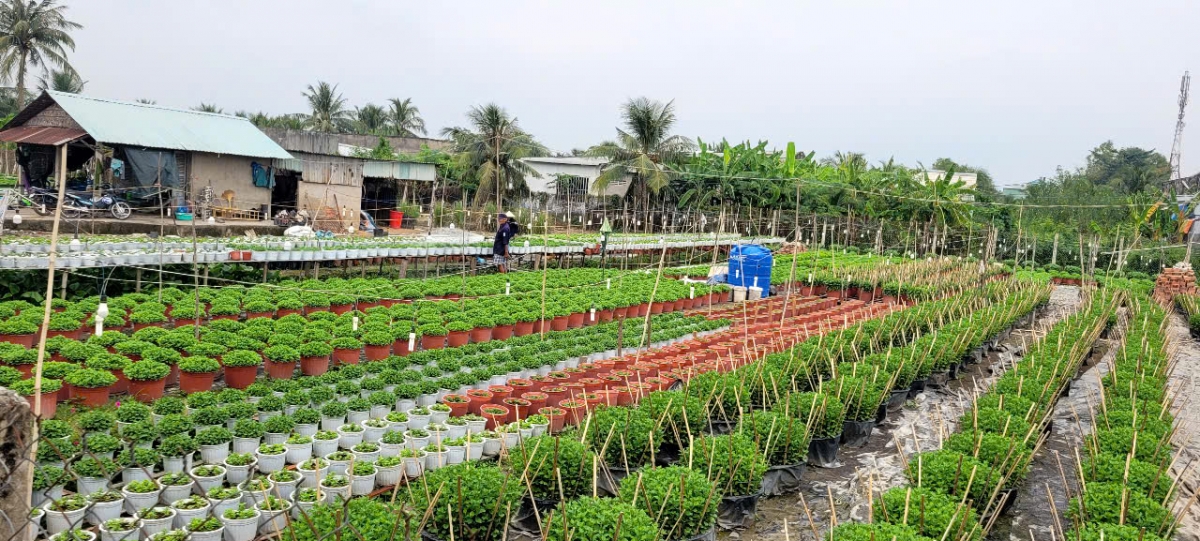 Nông dân làng hoa Mỹ Phong, tỉnh Đồng Tháp tất bật mùa hoa Tết