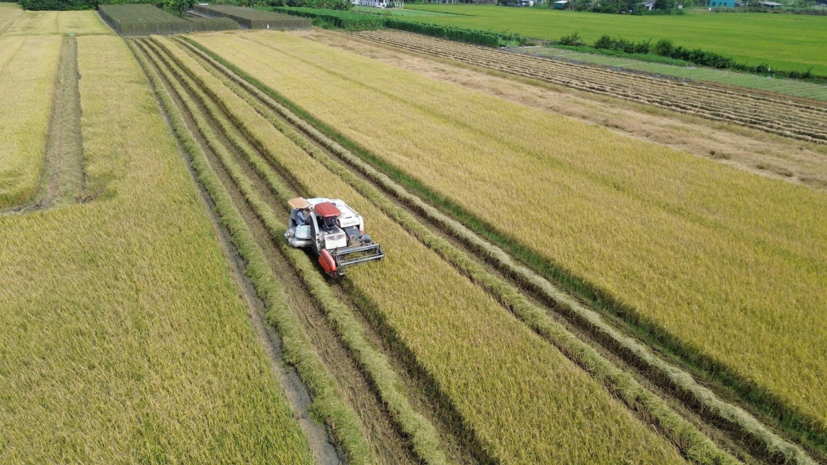 Nông dân tỉnh Đồng Tháp bước vào thu hoạch vụ lúa Thu Đông