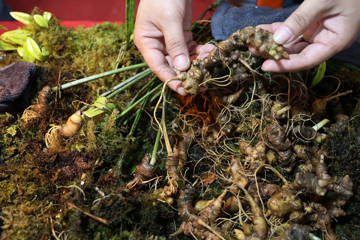 Phan kơnuh sơnơm Ngọc Linh dùl bơta chi lơh sơnơm kwơmàng ờ ngan huan geh càr Quảng Ngãi dê