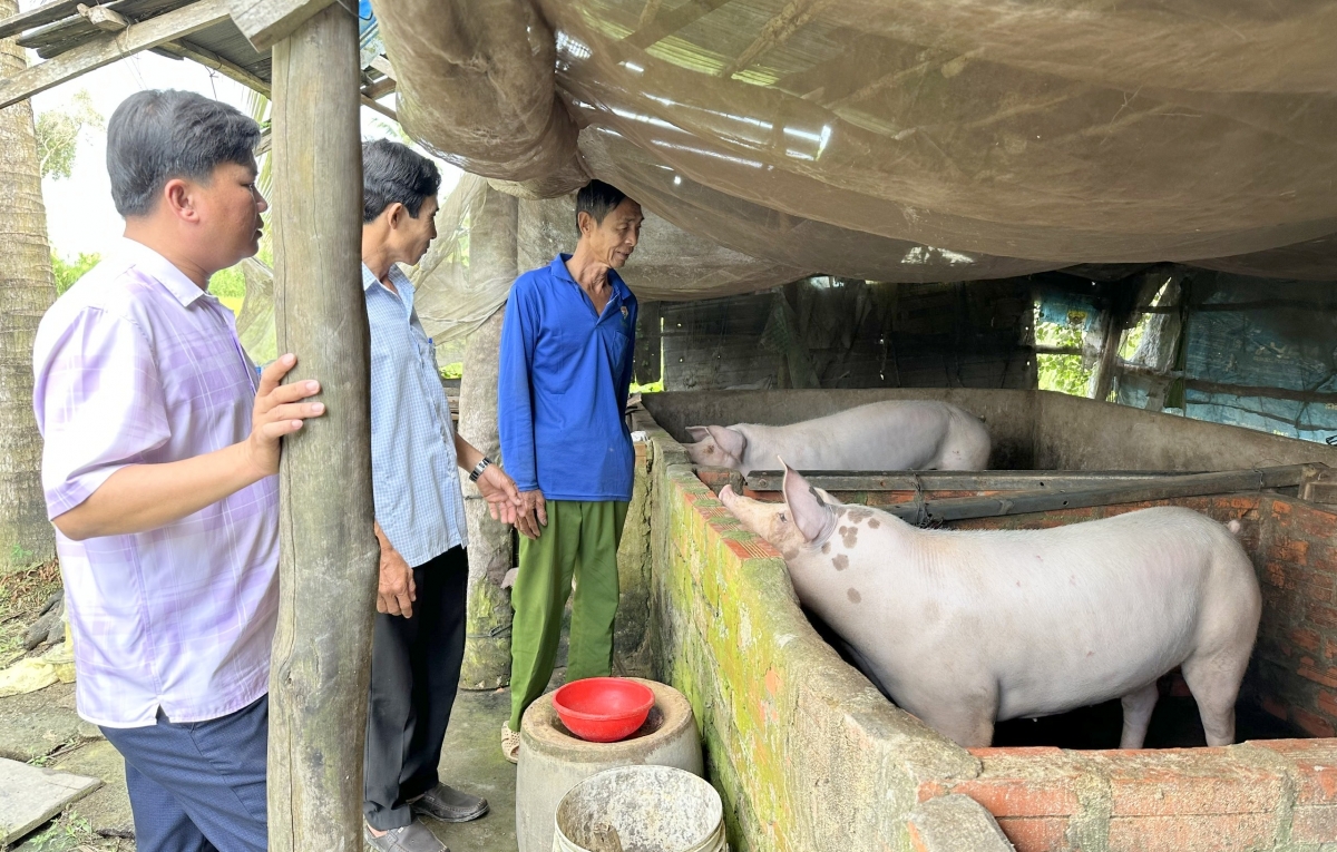 Sinh kế chăn nuôi, đòn bẩy giúp người dân xã Vĩnh Phước, Cà Mau giảm nghèo bền vững