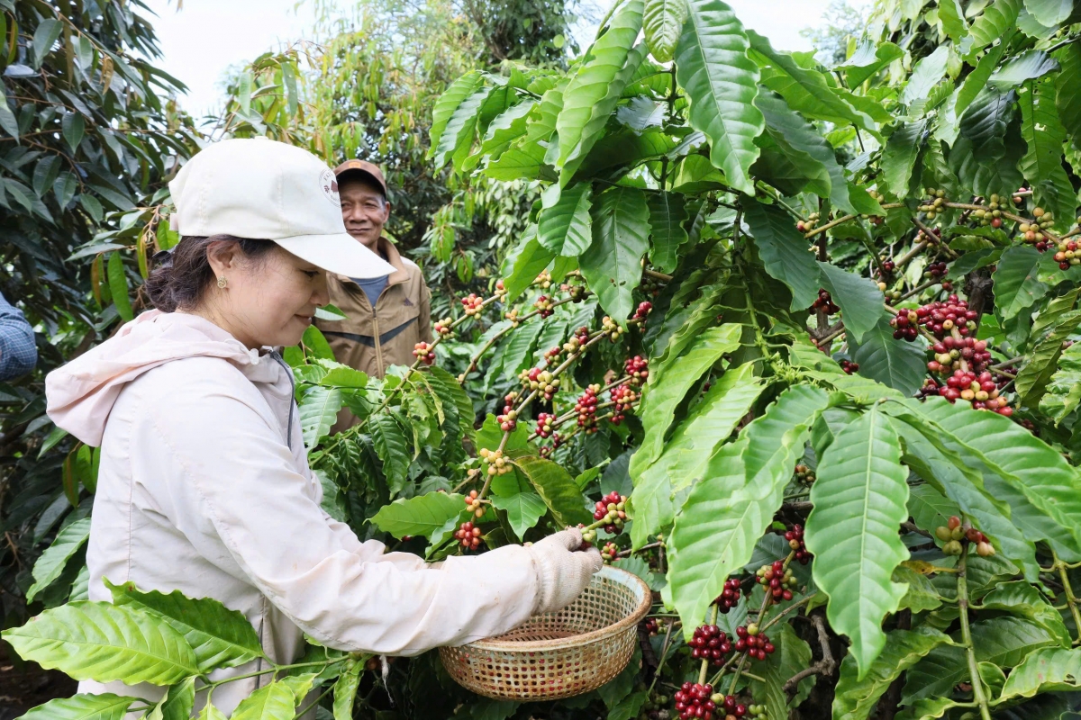Làng bol lơh broă sa suơn sre càr Dăk Lăk pic plai kơphe tàm kàl lơh sa 2025-2026
