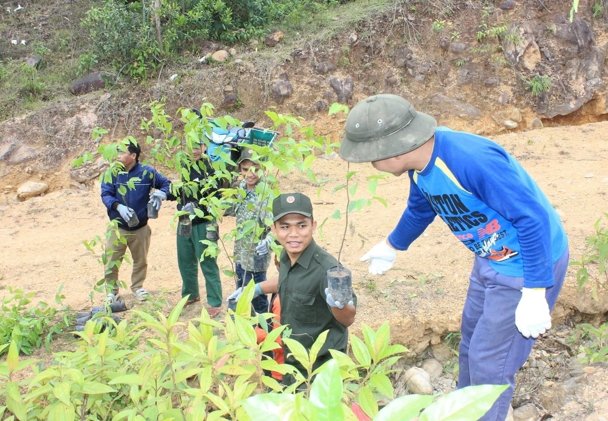 5 năm qua, cả nước đã tích cực triển khai các chương trình trồng cây xanh, trồng rừng. Ảnh: Lan Anh.