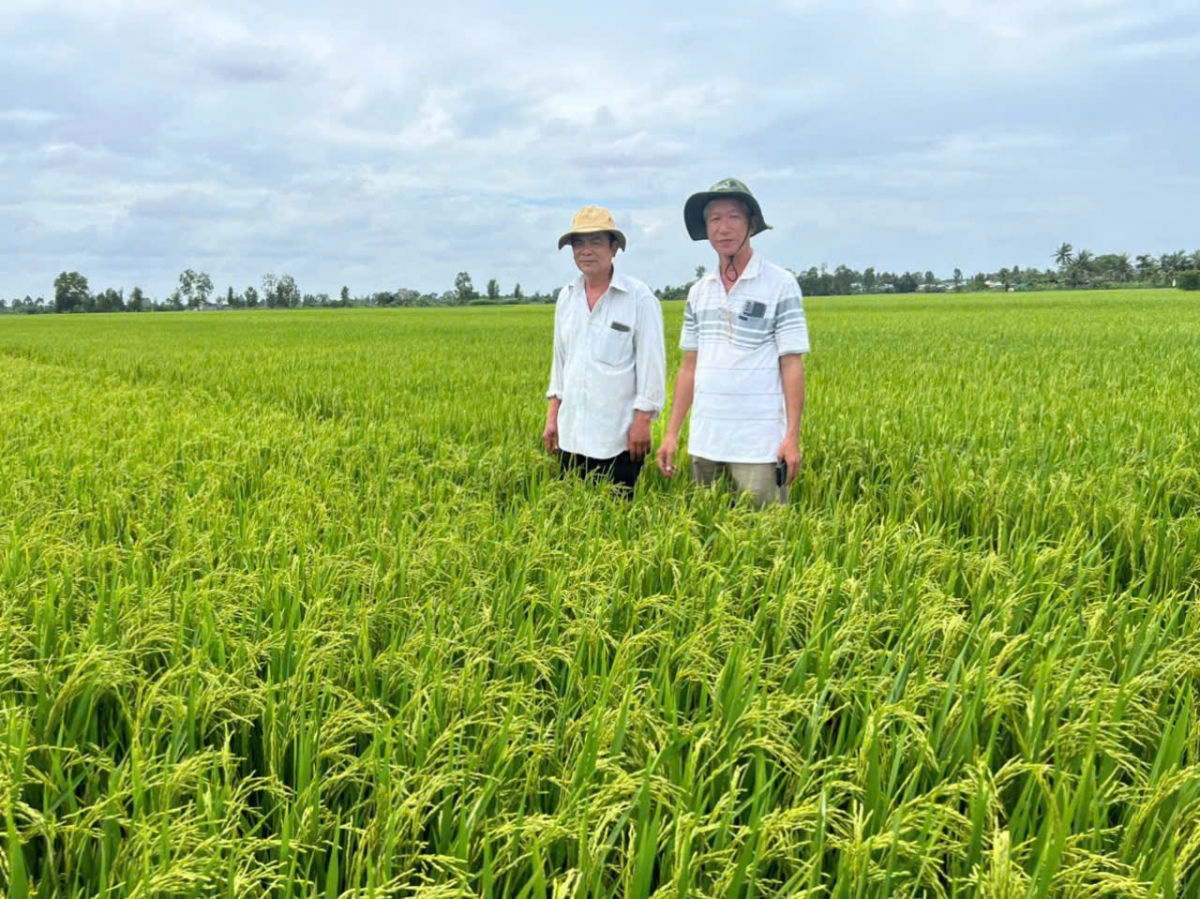 Trồng lúa hữu cơ, giảm phát tại tại vùng Gò Công của tỉnh Đồng Tháp