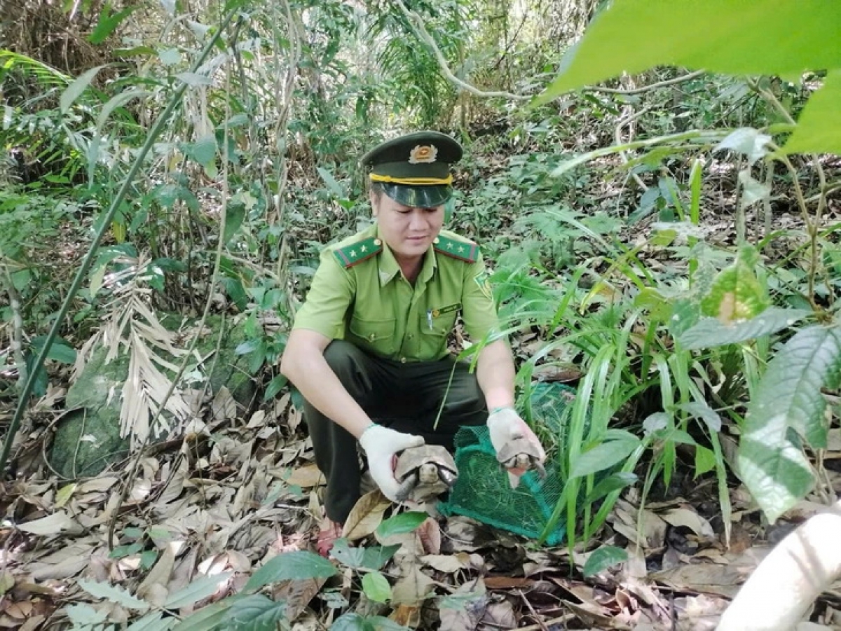 Cán bộ kiểm lâm thuộc Vườn quốc gia Bạch Mã tái thả một chú rùa về với tự nhiên - Ảnh: V.LINH