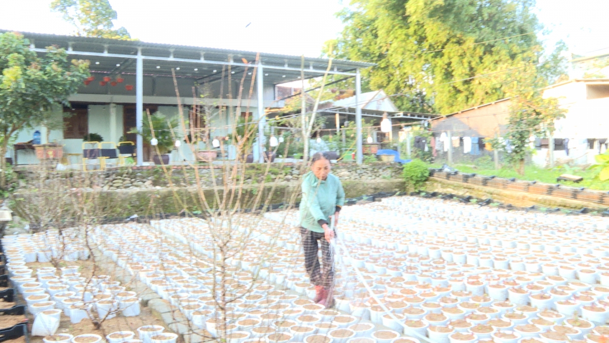 Bà Lê Thị Thanh Nga tất bật với công việc chăm sóc vườn hoa phục vụ Tết 