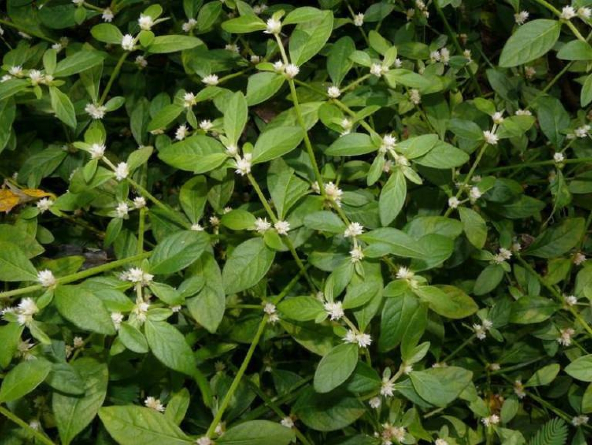 
Biăp tờr yòng hòn kềng gah dà croh