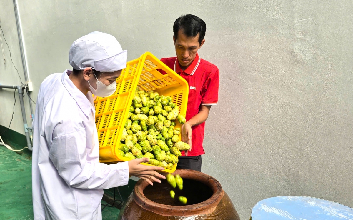 Anh thanh niên 8x đang có vùng nguyên liệu 50ha, chủ yếu ở vùng U Minh hạ