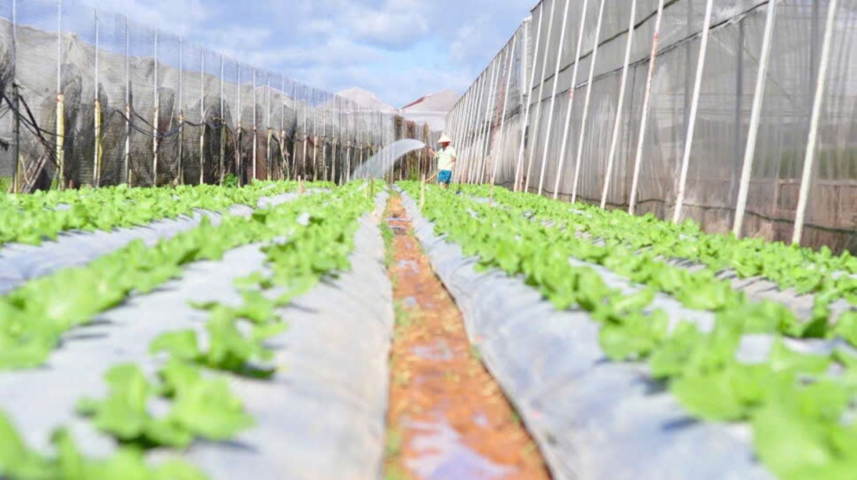 Cau lơh broă sa sền gàr biăp jăt gùng dà broă lơh sa sươn sre măy mŏk pa tàm Đơn Dương