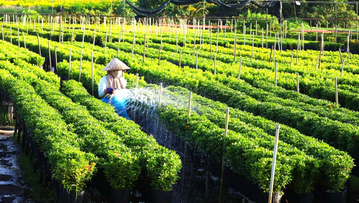 Hiện nay, hoa tại Làng hoa Sa Đéc rất phong phú, đa dạng với hơn 2.000 chủng loại hoa