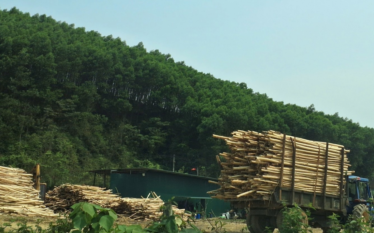 Ngành lâm nghiệp cũng sẽ đẩy mạnh chuyển đổi sang trồng rừng gỗ lớn, rừng có chứng chỉ quản lý rừng bền vững.