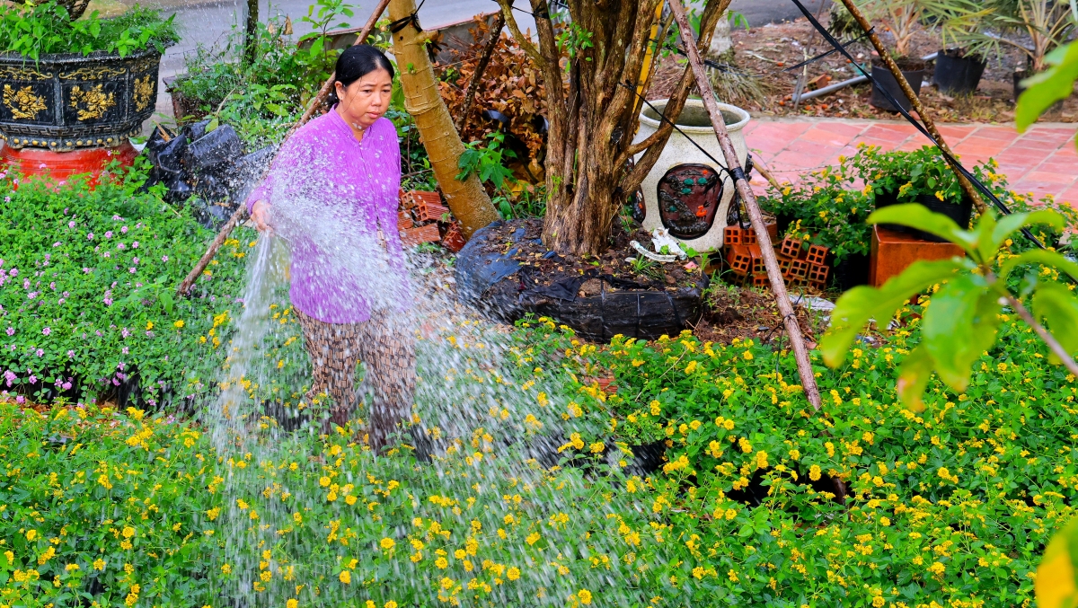 Người dân Sa Đéc chăm sóc hoa/ kiếng cho dịp tết nguyên đán