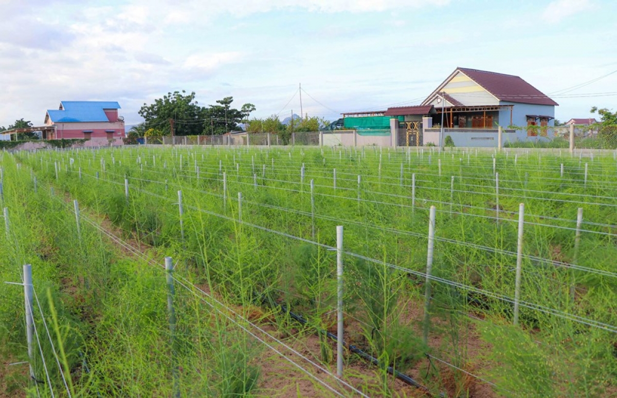 Mblang taneh pala rabung prang di Palei Katuh