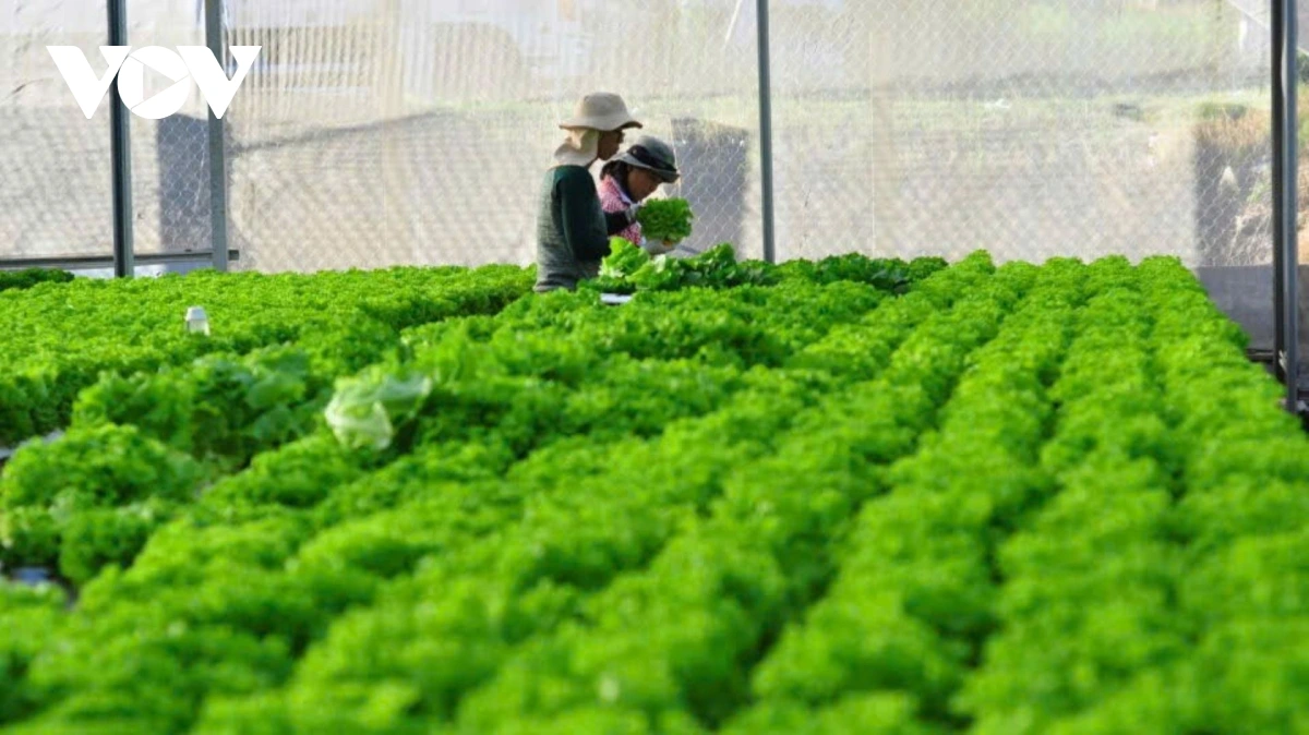 Urang ngak nong paik njam salat dalam majam sang kreih camin, sang halam hanyol kong nghe glaong Đơn Dương, tinh Lam Dong