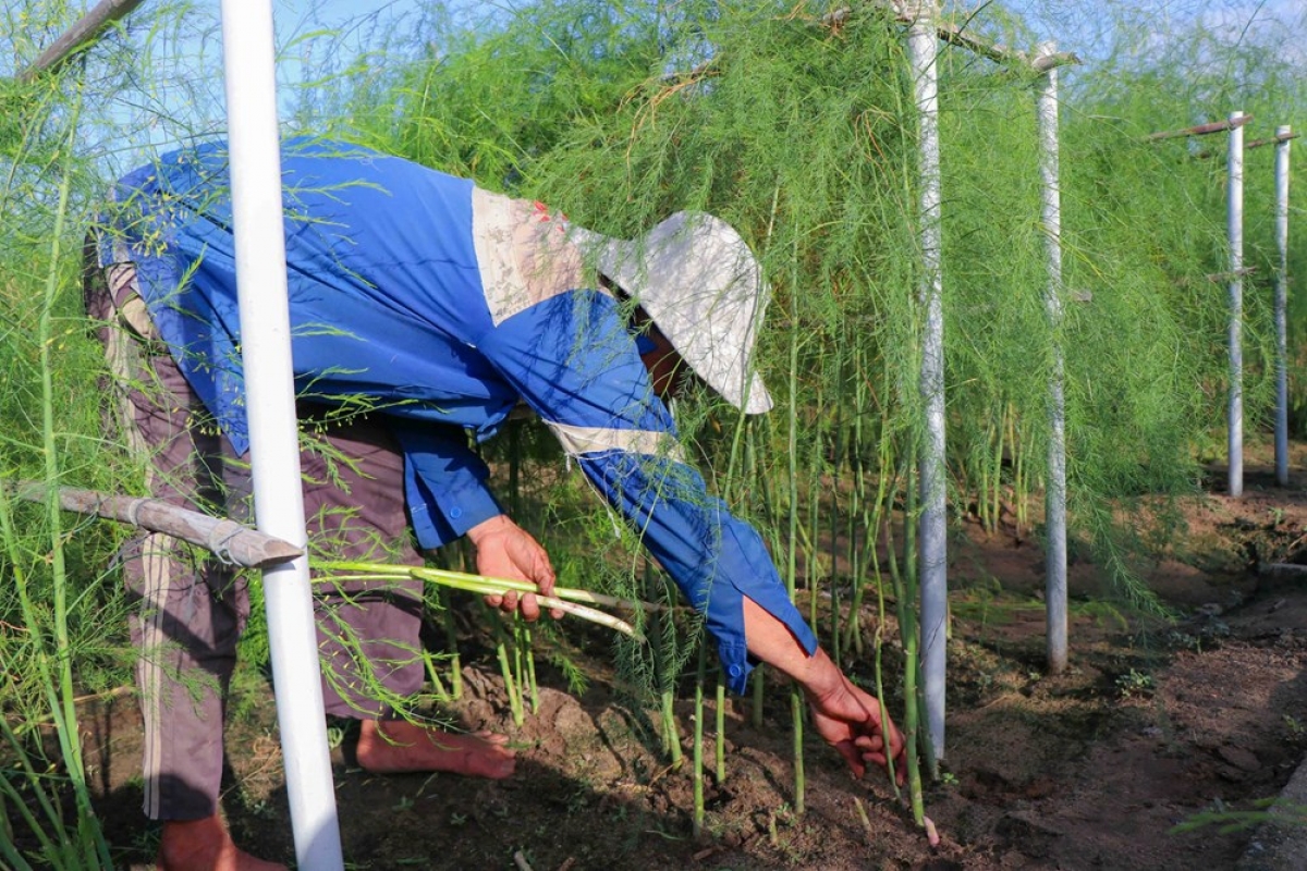 Jaoh rabung prang hijao