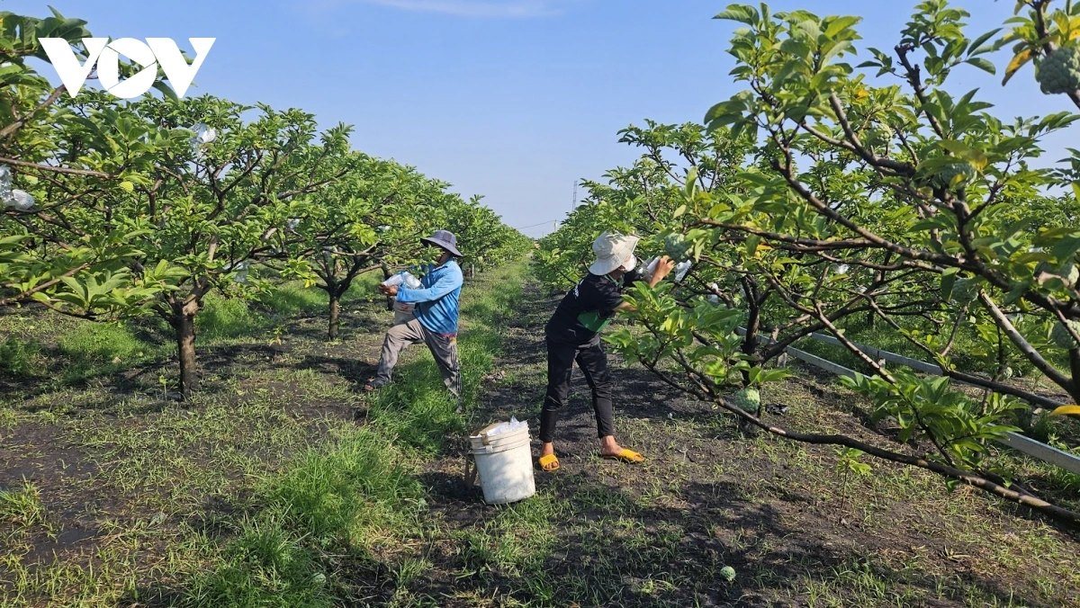 Urang ngak nong jal val di angaok dom bein Kandiuk, di ala takai ceik Ba Den