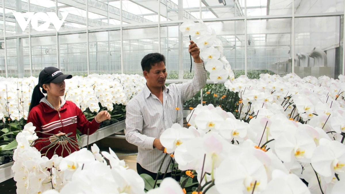 Pala bangu dalam majam sang halam hanyol