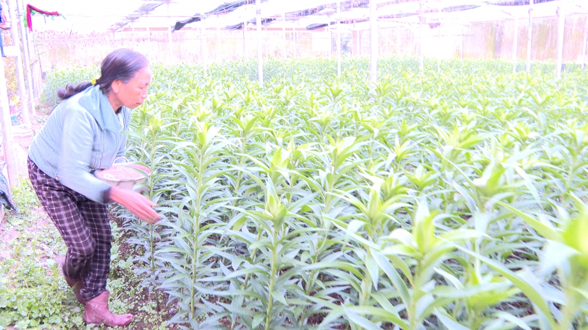 Bà Lê Thị Thanh Nga chăm sóc vườn hoa Ly kịp phục vụ Tết 