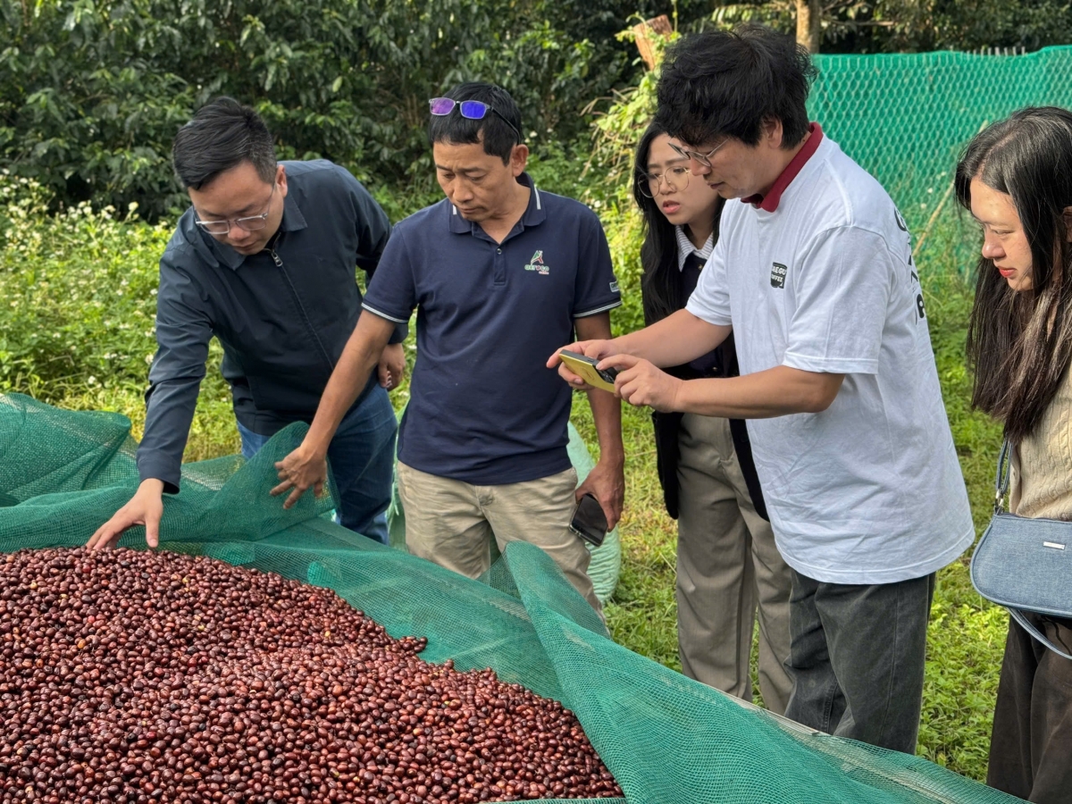 Khua khul kơphê jơmn Hàn Quốc sem lăng anih ngă kơphê Aeroco