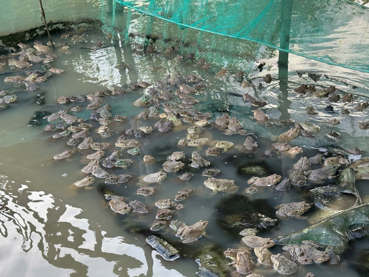 Các mô hình đã góp phần tạo việc làm, tăng thu nhập và giảm nghèo bền vững tại địa phương.