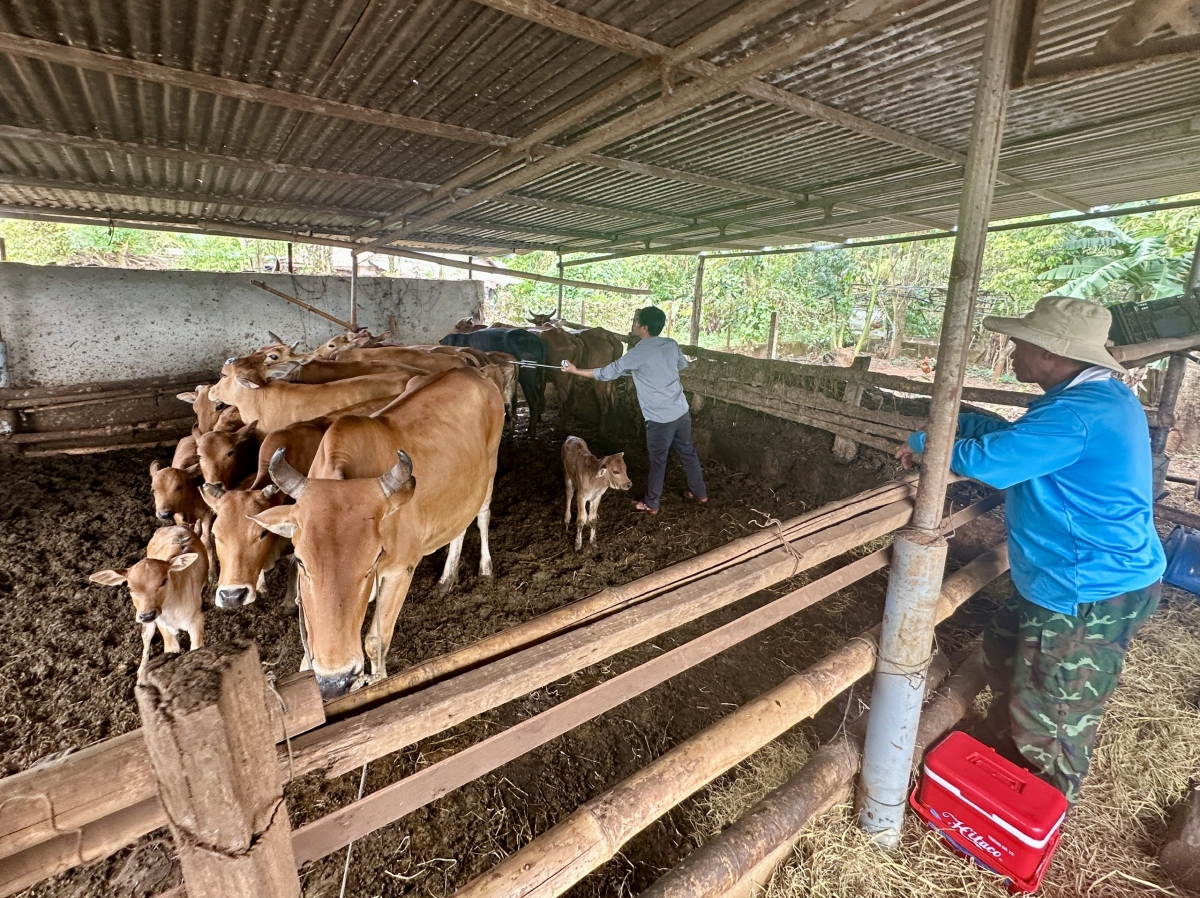 Đàn bò nhà ông Y Voc Niê ở xã Cư Mgar, tỉnh Đắk Lắk được tiêm phòng vác-xin định kỳ.