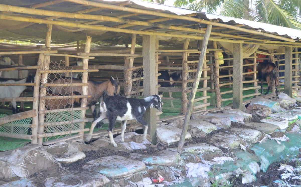 Đây không chỉ là sinh kế giúp một gia đình thoát nghèo, mà còn là hướng đi triển vọng để tạo việc làm