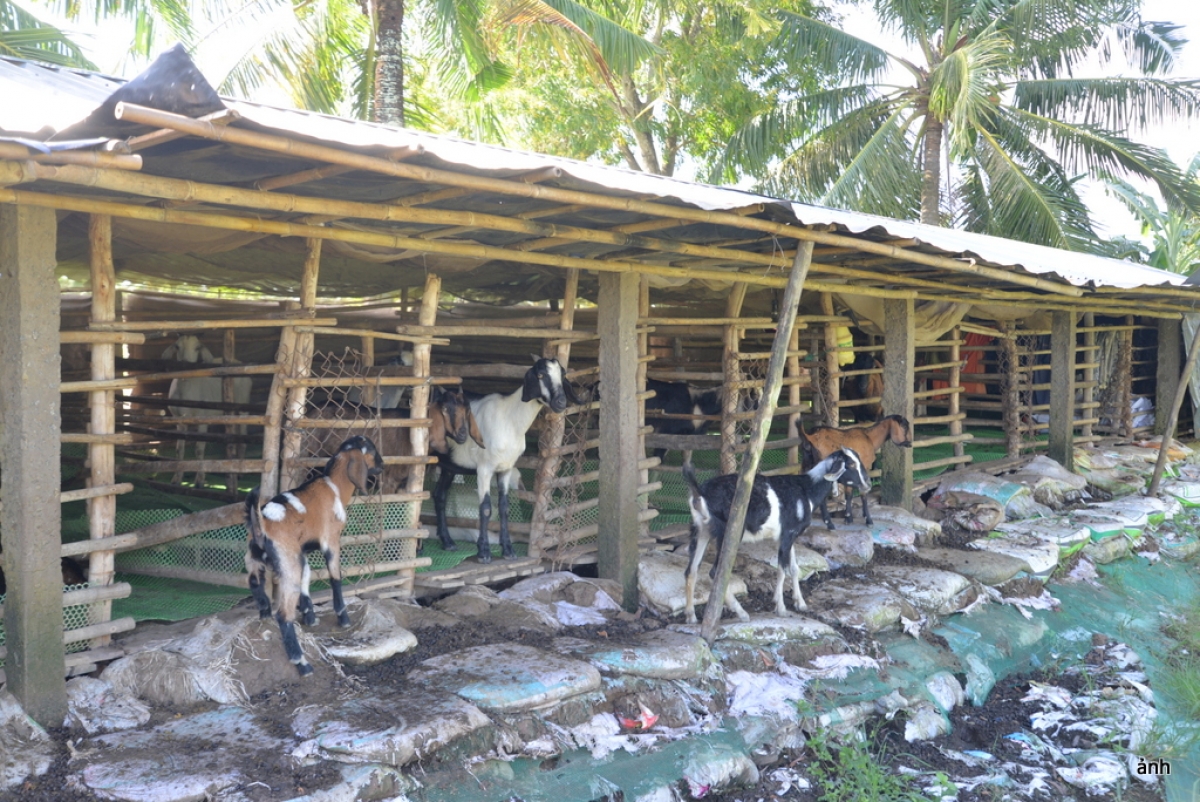 Hai năm trở lại đây, giá dê tăng cao đã giúp kinh tế gia đình cải thiện