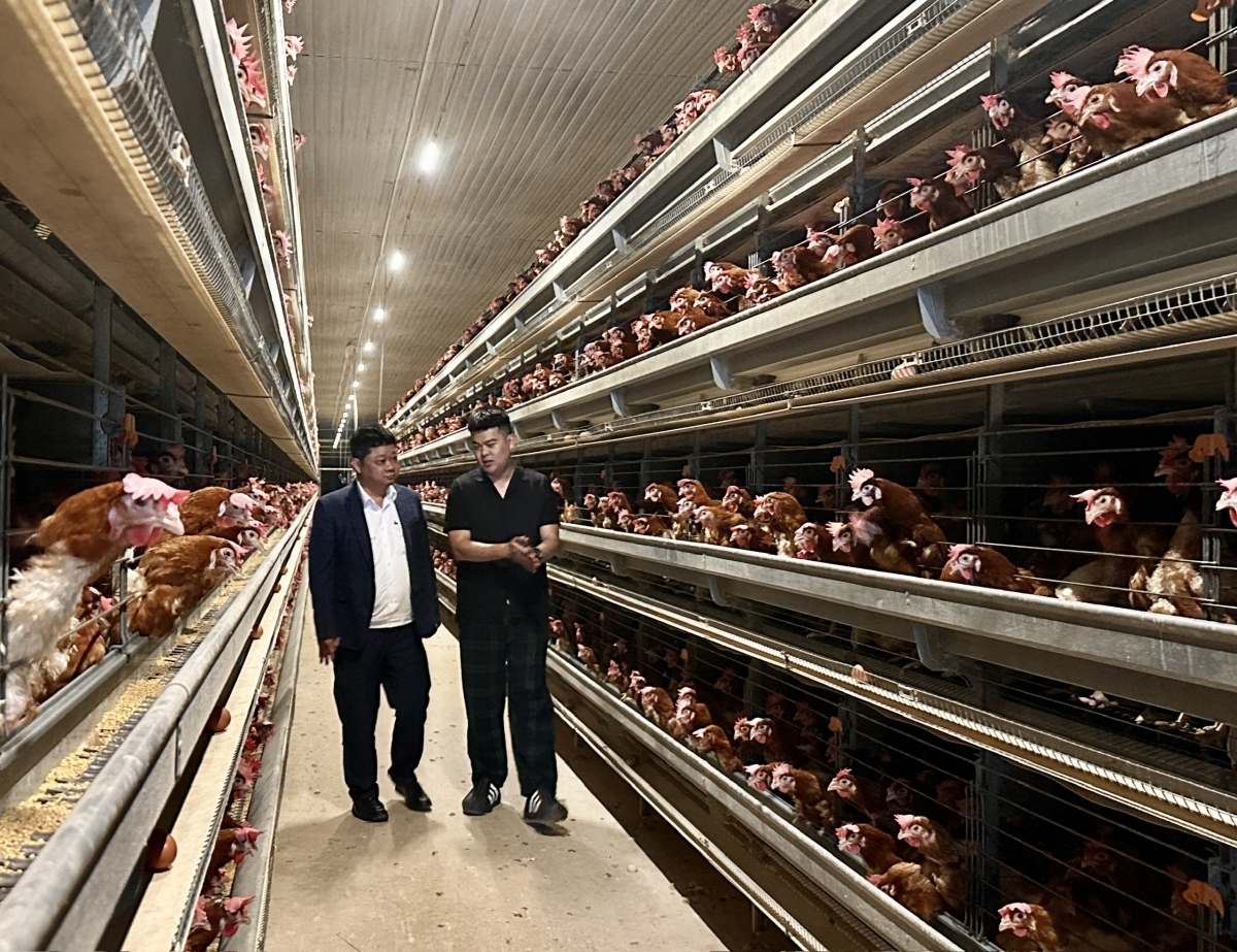 Càng cận Tết nhu cầu về trứng gia cầm có xu hướng tăng, giúp người chăn nuôi có thêm lợi nhuận.