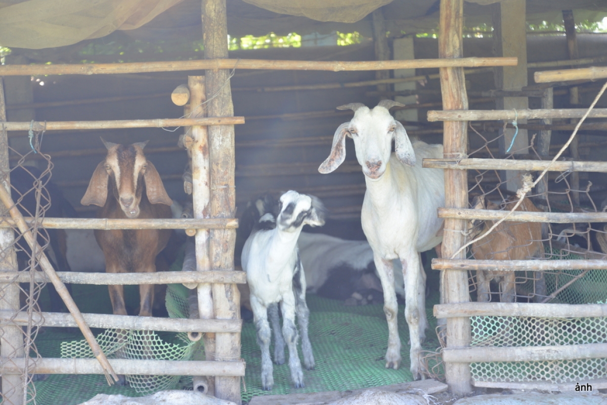 Mô hình chăn nuôi quy mô hộ vẫn có thể mang lại hiệu quả kinh tế bền vững