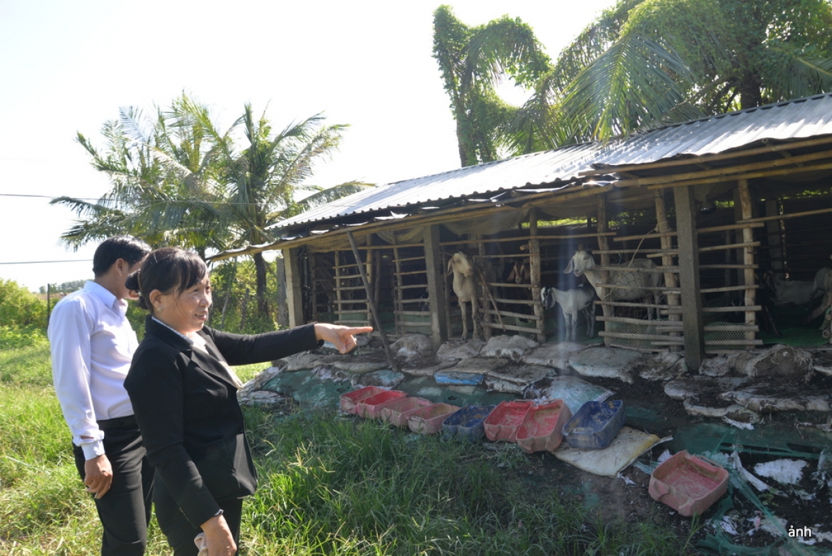 Mô hình nuôi dê thoát nghèo ở xã Hòa Bình, tỉnh Cà Mau