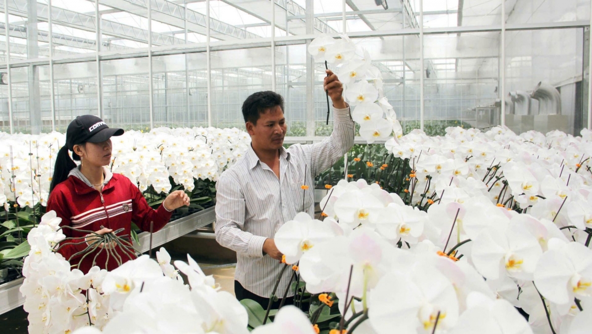 Lơh gơlik bơkàu măy mŏk pa geh bơcri priă ndrờm bal tàm Đơn Dương