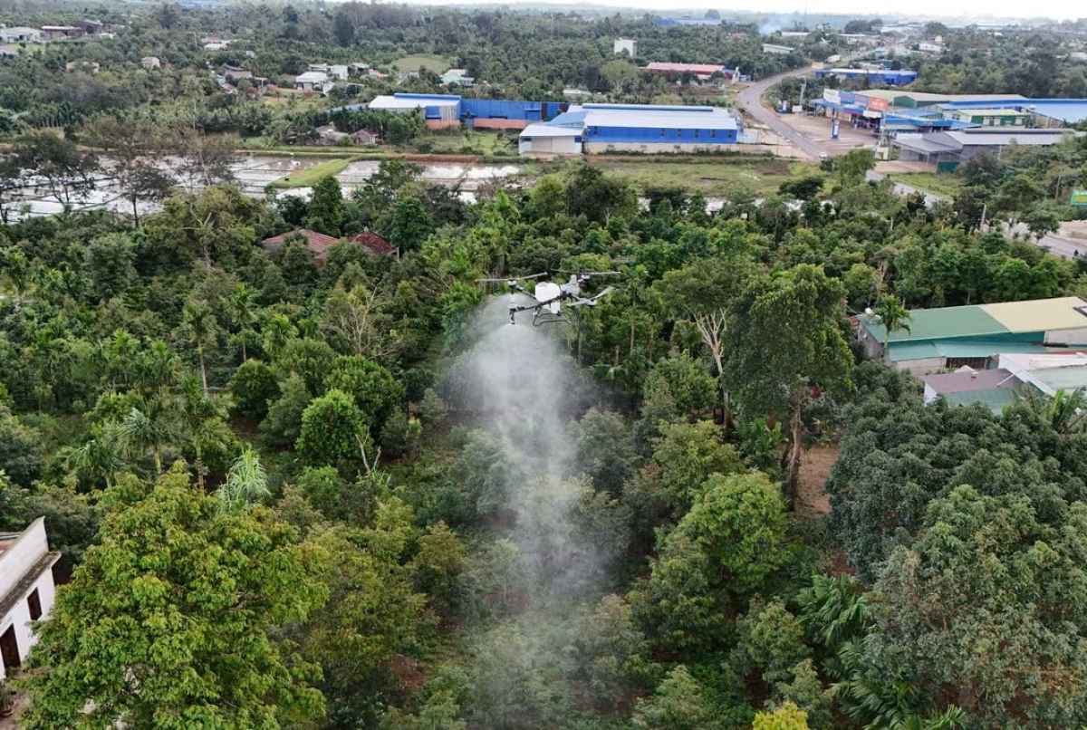 Kuăn pơlê cheăm Ea Knuêč, kong pơlê Dak Lak xúa drone vâ xôh pơkeăng ăm sầu riêng