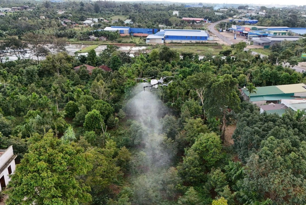 
Kon pơlei tơring Ea Knoeč, dêh char Dak Lăk iŏk yoa drone vă vei lăng ‘long sâu riêng đơ̆ng kơpal plĕnh.