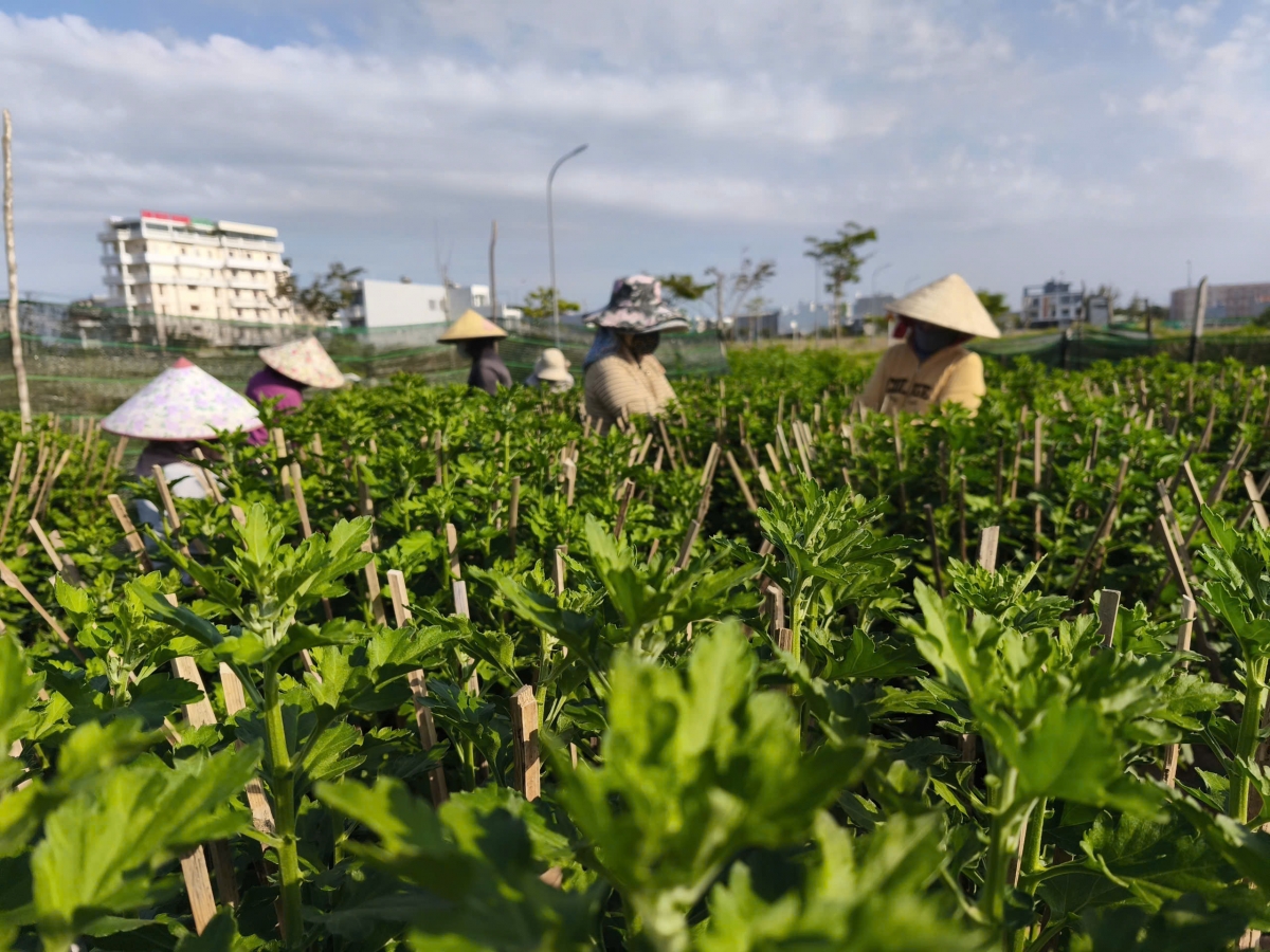 Mơngế pêt reăng a Bình Kiến tơngah kô ai môi rơnó reăng Têt pêi châ tơƀrê