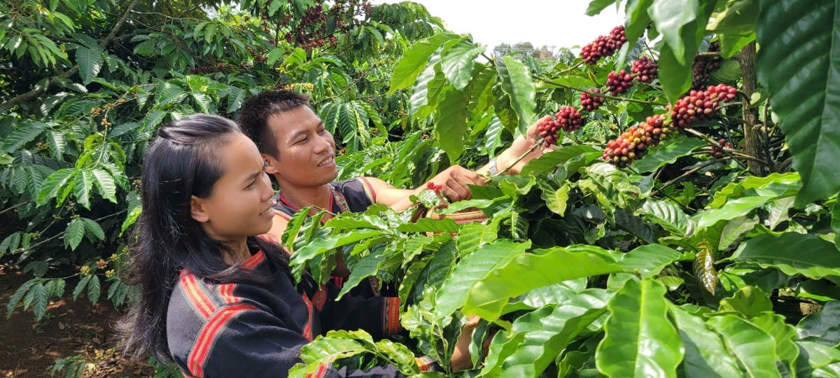 Chị Awưnh thu hoạch cà phê hữu cơ 