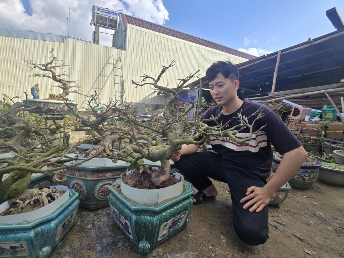 
Bơngai pơtăm vei rong ‘long mai bonsai vă tĕch ƀât Têt