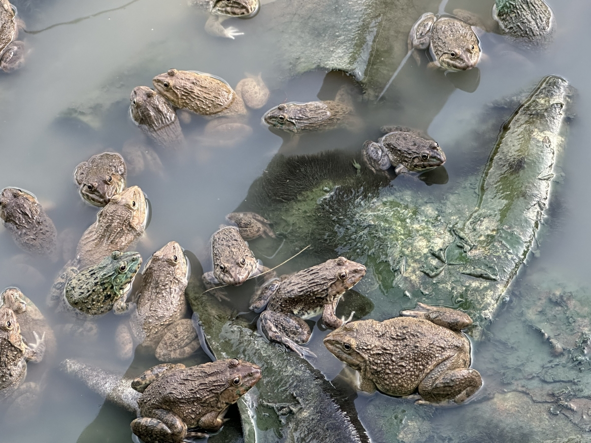 Mô hình nuôi ếch