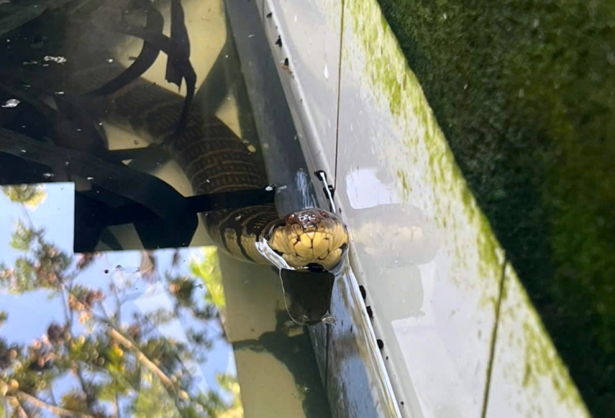 Mô hình nuôi rắn để thoát nghèo