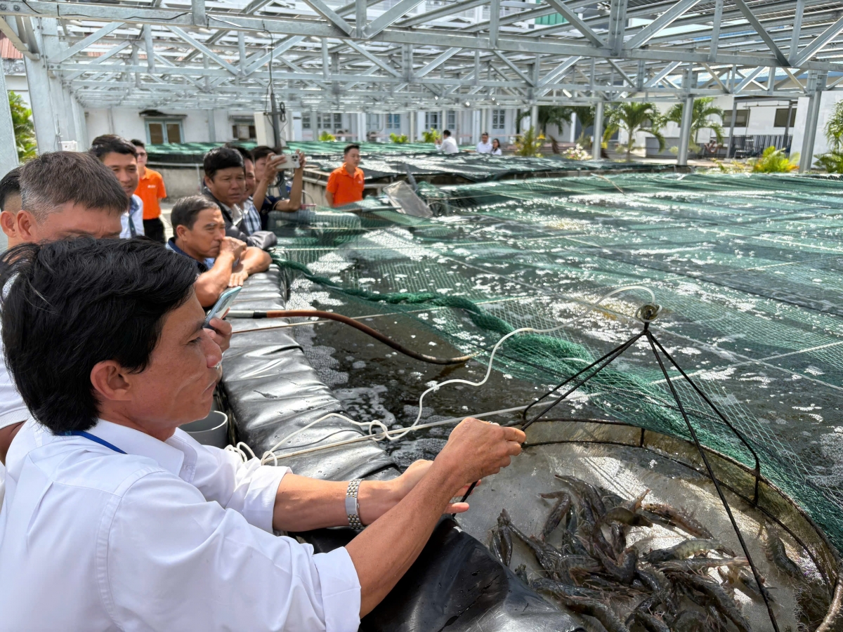Mô hình “Nuôi tôm chân trắng siêu thâm canh trong hệ thống tuần hoàn kết hợp đa loài CTU-RAS” do Đại học Cần Thơ nghiên cứu thực hiện thu hút nhiều doanh nghiệp đến tham quan, hợp tác đầu tư.