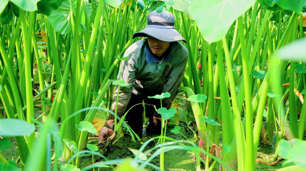 Mô hình trồng môn lấy ngó xen canh lúa tại xã Đại Hải