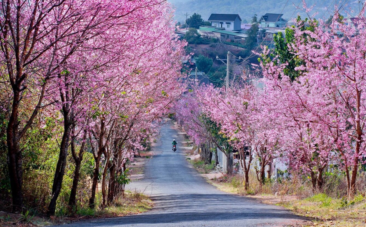Rùp ai bơh tàm internet